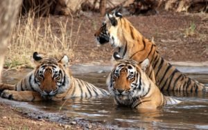 Ranthambore National Park