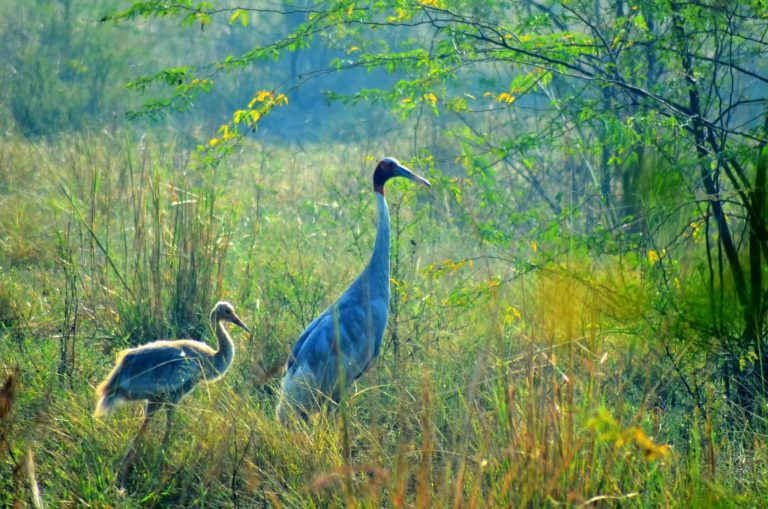 Bharatpur Bird Sanctuary - Maharajas Express Blog