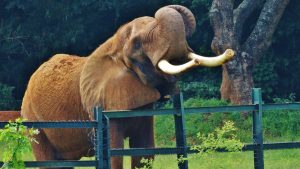 Mysore Zoo