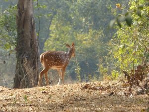 Sanjay Gandhi National Park